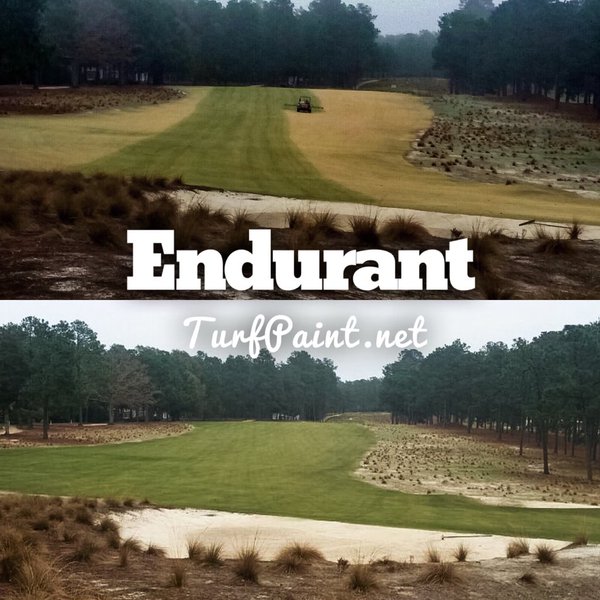 Endurant turf colorant transforms dormant turf at Pinehurst No 2 visible in powerful Before and after pictures. 
