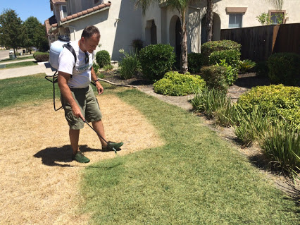 Endurant introduces home lawn blend to make painting grass yourself easy