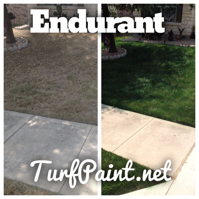 Endurant introduces a home lawn blend of green grass paint