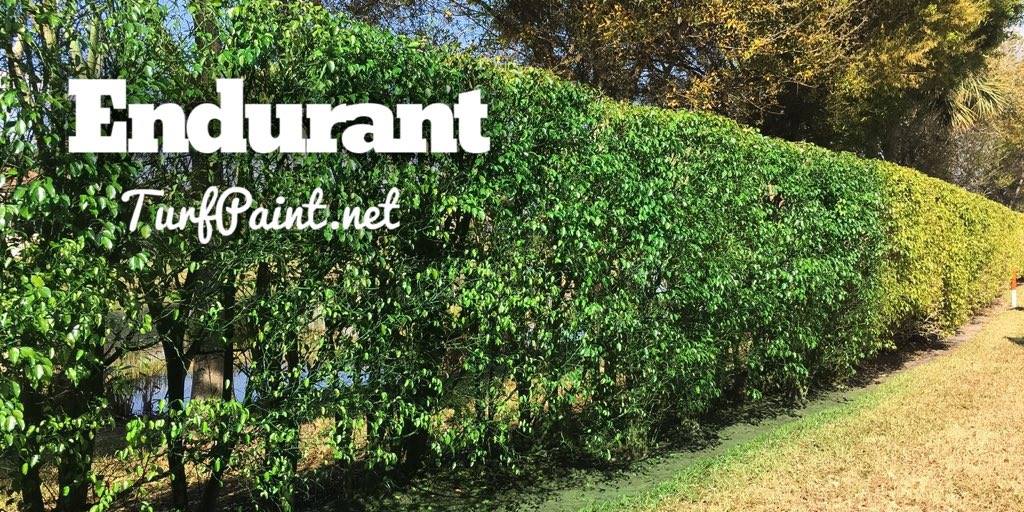 Creative colorants: Endurant applied to a ficus hedge