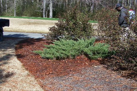 Mulch: When to add, replace or paint mulch