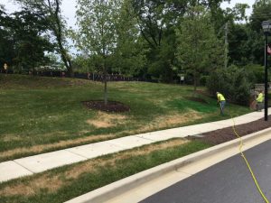 Before: Patchy brown grass