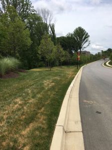 Before: Patches of dry brown grass are common, whether due to summer heat stress, chemical usage, urine stains, over-fertilizing or other factors. Endurant turf colorants provide instant repair and lasting color until chlorophyl returns to grass or to enhance even appearance.