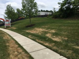 Before: Brown grass patches are not an option in many residential areas, golf courses and other properties. Endurant provides a solution that is fast, lasting and inexpensive.