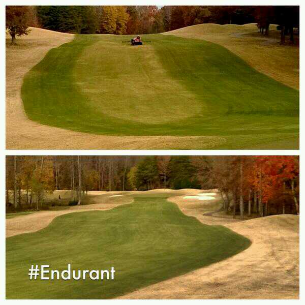 Late season frost recovery using Endurant turf colorants. 